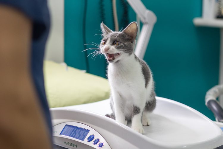 Revisión de un gatito