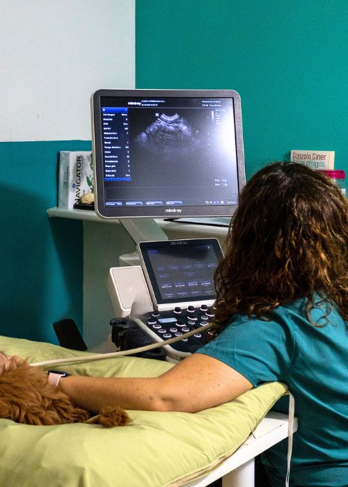 Ecografía veterinaria en consulta