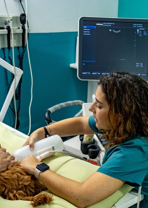 Ecografía veterinaria en consulta
